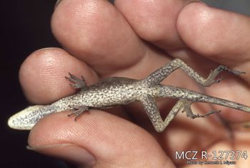 Media type: image;   Herpetology R-127374 Description: Photo of animal in life, taken in the field by Dr. Kenneth Ichiro Miyata. A slide of the photo was scanned in 2012 by Melissa Wooley.;  Aspect: ventral
